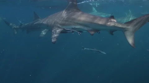 Oceanic Black Tip Shark, Aliwal Shoal South Africa 2 Stock Footage 238024758