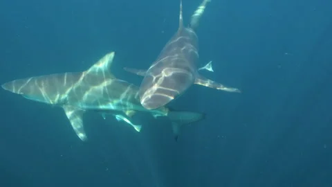 Oceanic Black Tip Shark, Aliwal Shoal South Africa 1 Stock Footage 238025066