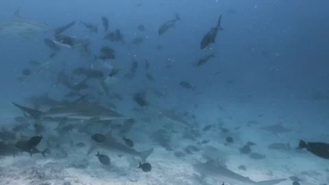 Oceanic black tips in Maldives Stock Footage 297529414