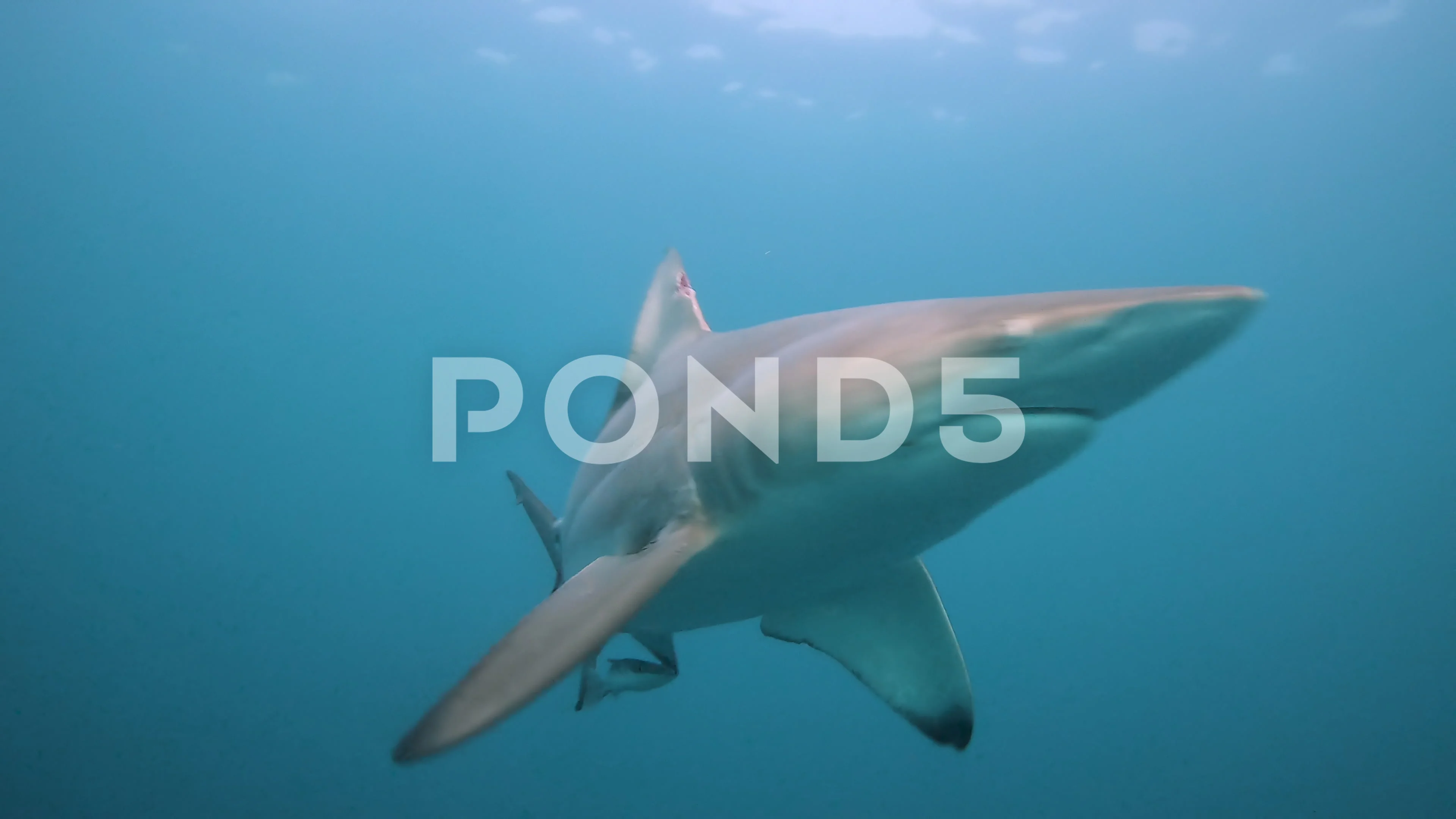 Oceanic Blacktip Shark