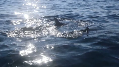 Oceanic Blacktip Sharks circling at the surface Stock Footage