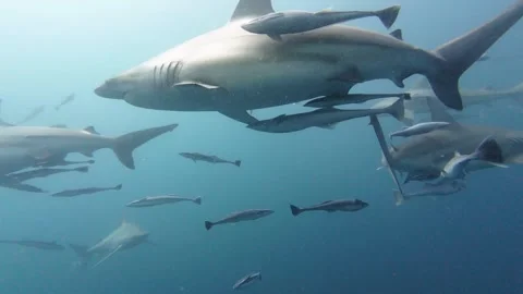 Oceanic blacktip sharks gliding through turquoise waters near aliwal shoal Stock Footage 305955799