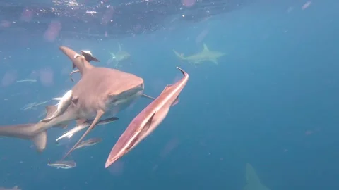 Oceanic blacktip sharks gliding through translucent waters near aliwal shoal Video stock 305955844