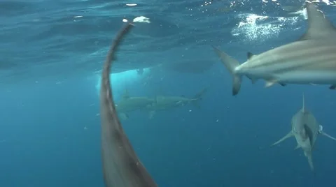 Oceanic blacktips Stock Footage 64009861