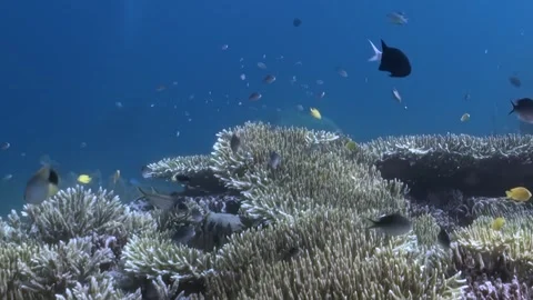 Oceanic Dance of Colorful Fish Over a Magnificent Coral Garden at Noon 스톡 동영상 344514397