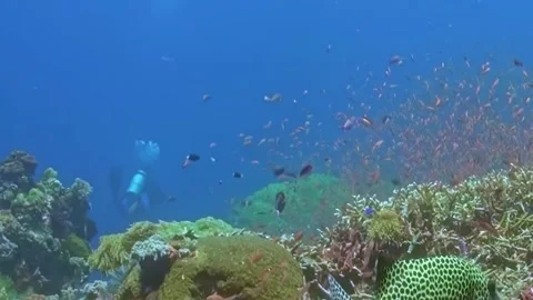 Oceanic Diver Marvels at a Spotted Moray in a Thriving Coral Garden Video stock 334790640