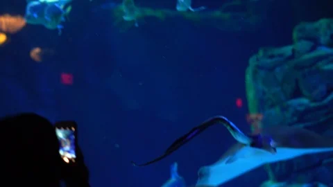 Oceanic Fish and Rays Stock Footage 119675771