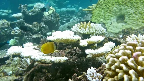 Oceanic landscape Stock Footage 74061789