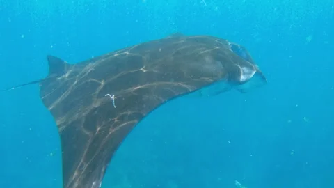 Oceanic manta ray and divers. Gigantic Black Oceanic Birostris Manta Ray Stock Footage 245521012