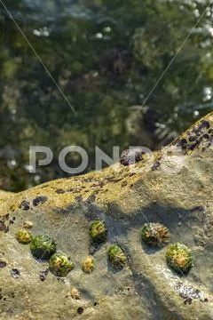 Oceanic pools with seaweed and rocks and marine life. Seen from above.Oceanic Stock Photos