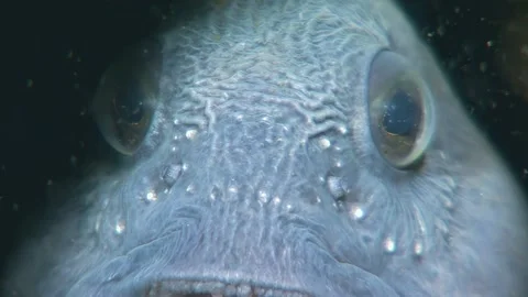 Oceanic Predator Close up of Atlantic Catfish Stock Footage 319381900