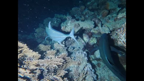 Oceanic predators including a giant trevally hunting for food on a vibrant coral 스톡 동영상 335149828