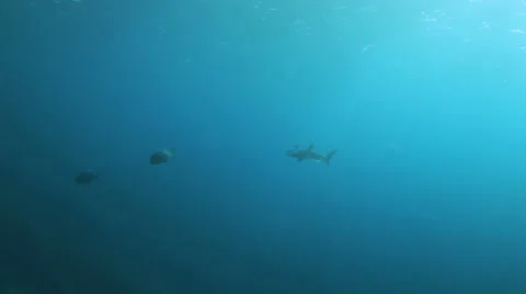 Oceanic shark checking out the divers Stock Footage 22702737