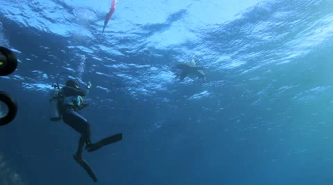 Oceanic shark checking out the divers 動画素材 22703022