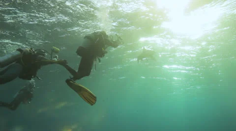 Oceanic shark checking out the divers 動画素材 22703181