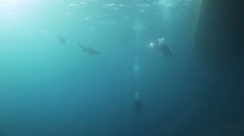 Oceanic shark checking out the divers 動画素材 22703937