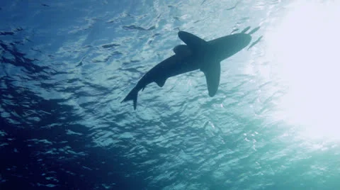 Oceanic shark checking out the divers Stock Footage 22704118