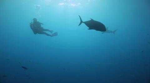 Oceanic shark checking out the divers 動画素材 22704199