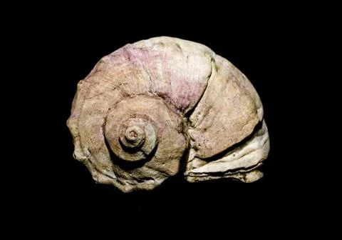 Oceanic shell entirely on a black background Stock Photos