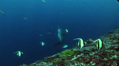 Oceanic sunfish (mola-mola) being cleaned by bannerfish Stock-Footage 59209056