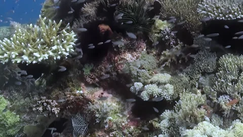 Oceanic Symphony of Sparkling Fish and Flourishing Reef Life Stock Footage 344492829