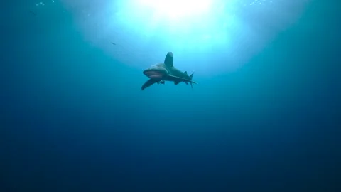 Oceanic white tip against the sun rays approaching and turning in front of the Stock Footage 346088422