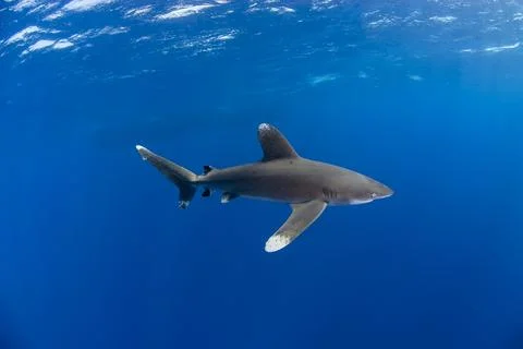 Oceanic white tip in the blue 스톡 사진
