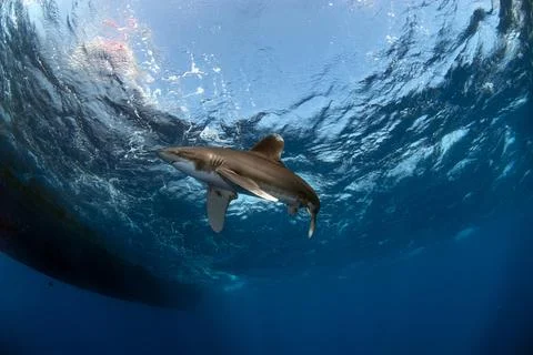 Oceanic white tip close to the surface in a wavy sea Stock Photos