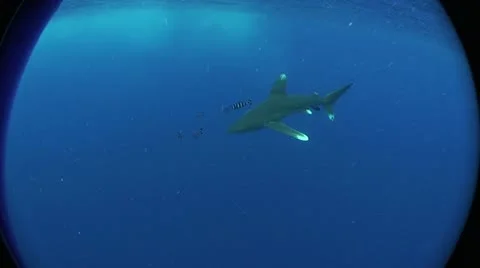 Oceanic white tip shark 1 Stock Footage 9297948
