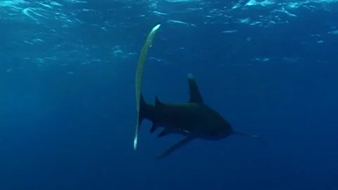 Oceanic White Tip Shark Approaching Camera, Then Swimming Away Stock Footage 286785836