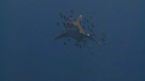 Oceanic white tip shark (CARCHARHINUS LONGIMANUS) Stock Footage 45422831