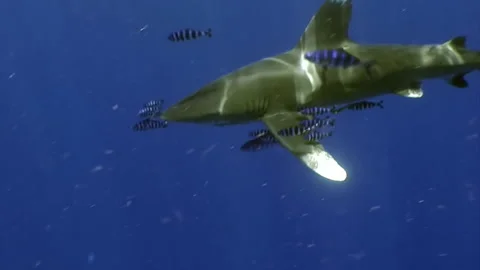 The oceanic white tip shark, Carcharhinus longimanus. Stock-Footage 172190334