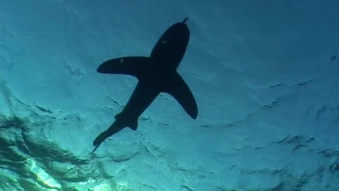 Oceanic White Tip Shark (Charcharhinus longimanus) Backlighting Shot Stock Footage 286786163