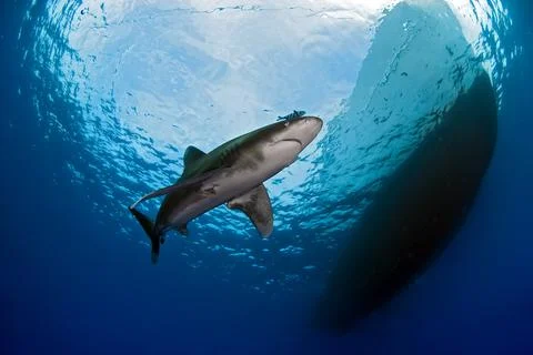 Oceanic white tip shark close to the surface Foto stock