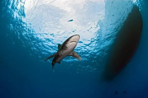 Oceanic white tip shark close to a boat Stock Photos