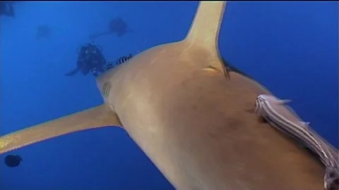 Oceanic White Tip Shark With Diver, Close Up Stock Footage 292738198