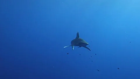 An Oceanic white tip shark Stock Footage