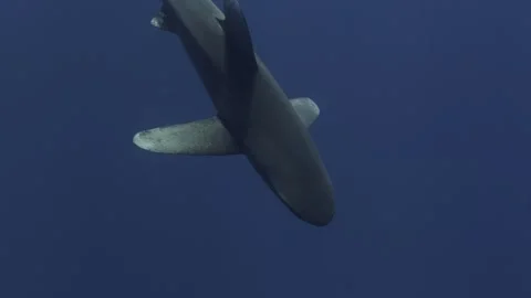 Oceanic White Tip Shark Stock Footage 297137815