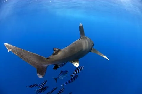 Oceanic white tip shark going away Stock Photos