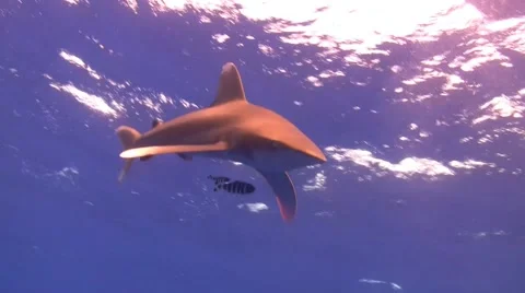 Oceanic White-tip shark - Longimanus Stock Footage 68613548