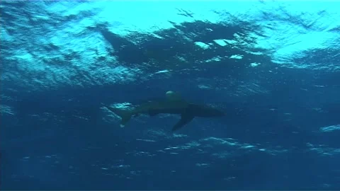 Oceanic White Tip Shark Master of the Sea Stock Footage 292722420