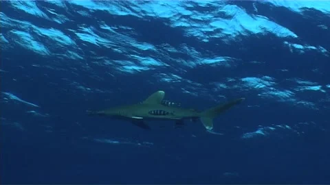 Oceanic White Tip Shark Silent Swim Stock Footage 292747175