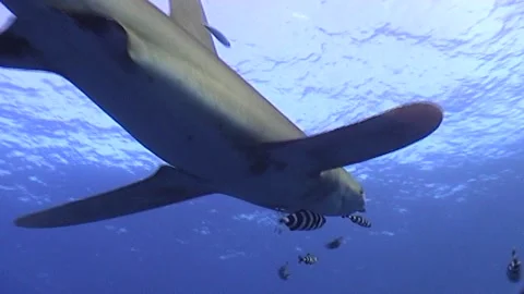 Oceanic White Tip Shark Smooth Motion, Red Sea Stock Footage 292747849