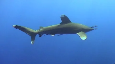 Oceanic White Tip Shark Swims Gracefully Stock Footage 292732632