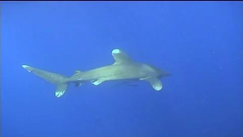 Oceanic White Tip Shark Swims In Blue Water Stock Footage 292733192