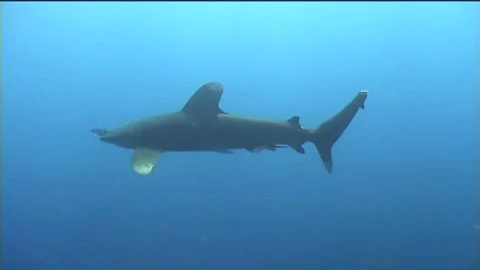 Oceanic White Tip Shark Swims In Red Sea Stock Footage 292735314