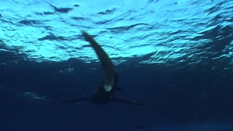 Oceanic White Tip Shark Swims Near The Reef Stock Footage 292737450
