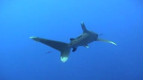Oceanic White Tip Shark Swims, Long Sequence Stock Footage 292739257
