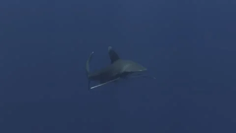 Oceanic White Tip Shark swims towards and past camera Stock Footage 297137860