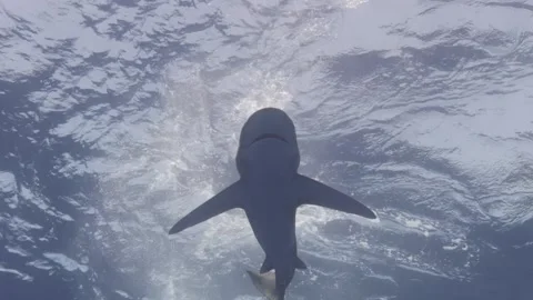 Oceanic White Tip Shark swims overhead at the surface Stock Footage 297138239